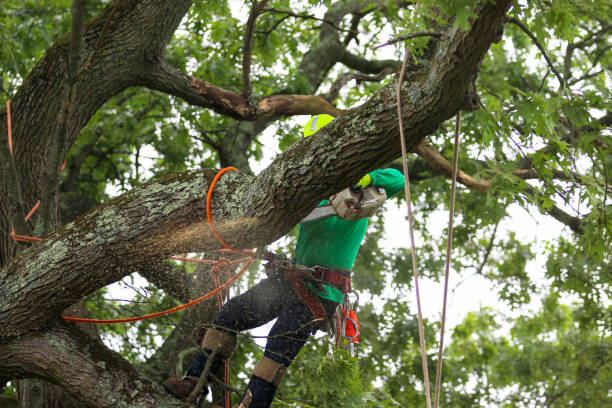 Best Hazardous Tree Removal  in Dillon, MT